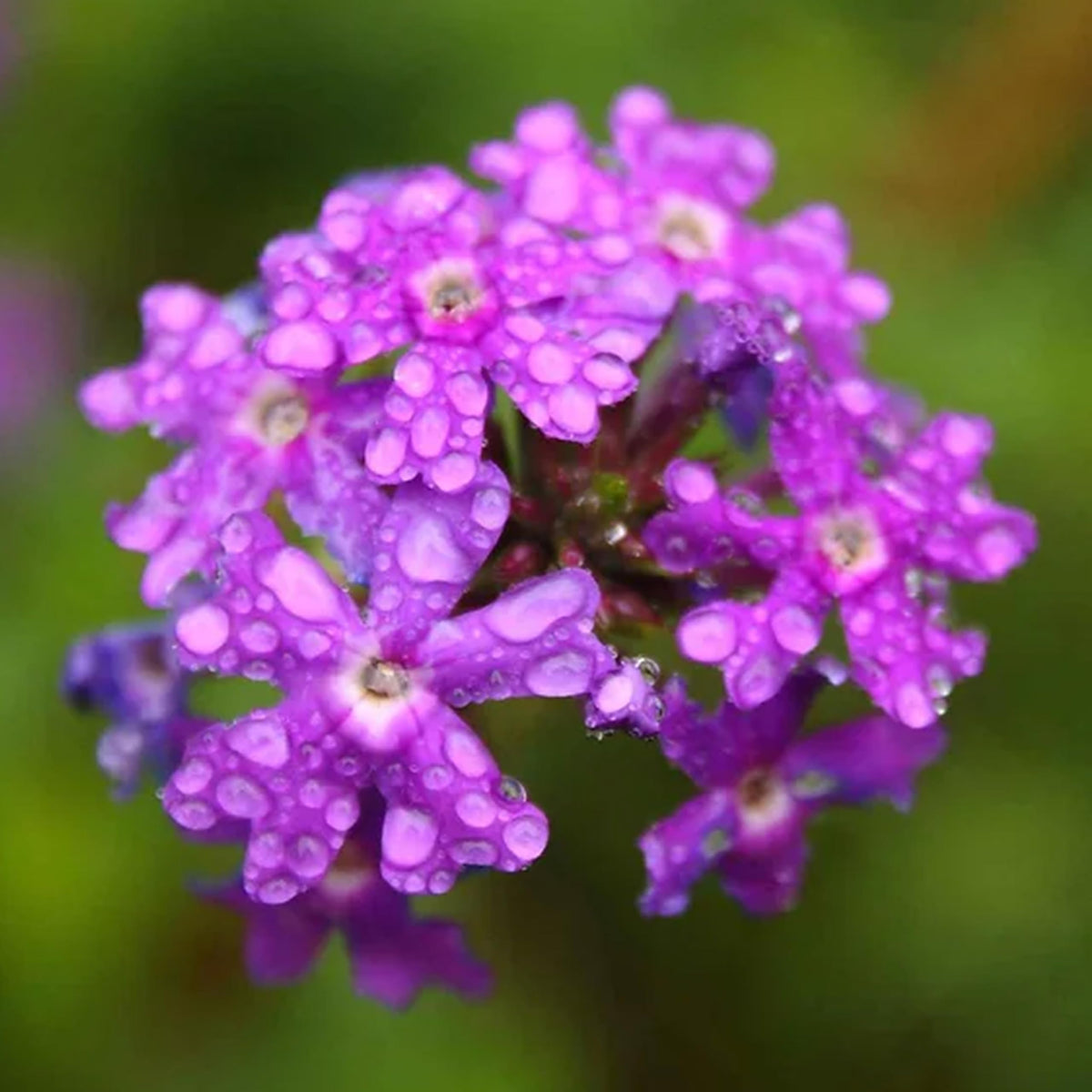 Moss Verbena Verbena tenuisecta for planting in flower bed