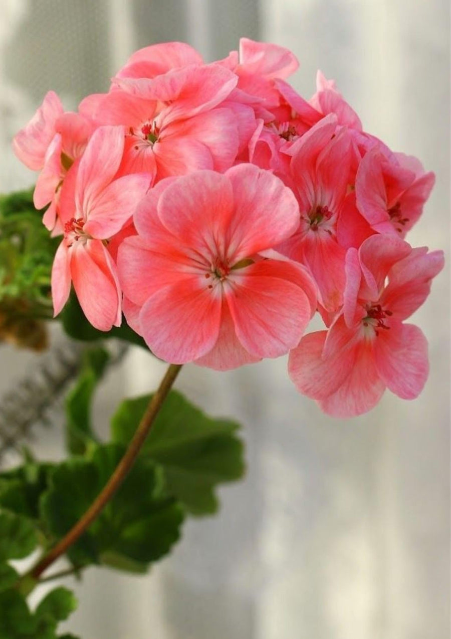 Exotic Lavender Romantic Garden Flower - for planting in home garden