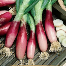 Welsh Onion Seeds (Allium fistulosum) for growers stocking the Vegetable Patch