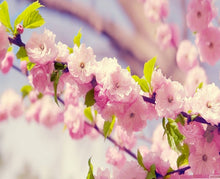 Dwarf Cherry Blossom Seeds (Prunus serrulata) for sweet homegrown fruit in the indoor pots and patios