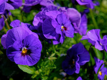 Viola Cornuta Enrico Fiore Viola Semi Perennial Shade Seeds for a lasting display in the Beautiful Garden Flowers