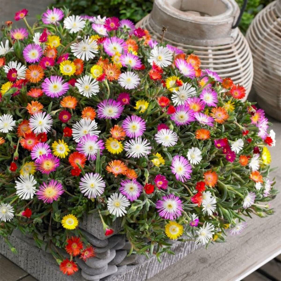 Livingston Daisy Seeds for colorful blooms