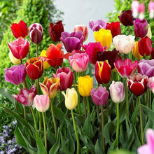 Tulip Bulbs for a bright addition to the DIY Garden Planting
