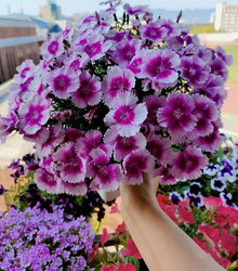Multi Color Carnation Seeds for reliable seasonal color