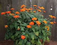 Sunflower Mexican Variety Pollinator-Friendly Seeds for growers seeking a long-blooming display