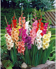 Gladiolus Mix Seeds (Gladiolus spp.) for a bright addition to the home garden spring flowers
