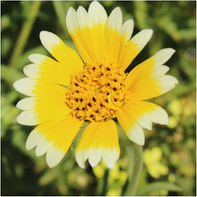 Daisy Tidy Tipps Seeds for a colorful addition to any planting