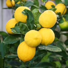 Bonsai Lemon Tree Seeds grown for fruit Tree Planting at Home