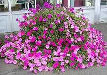 Petunia flower Seeds (Petunia hybrida) for colorful blooms in the hanging pots or window planters