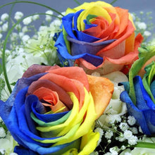 Rose Rosa Hybrida Seeds prized for home Fragrant Landscaping