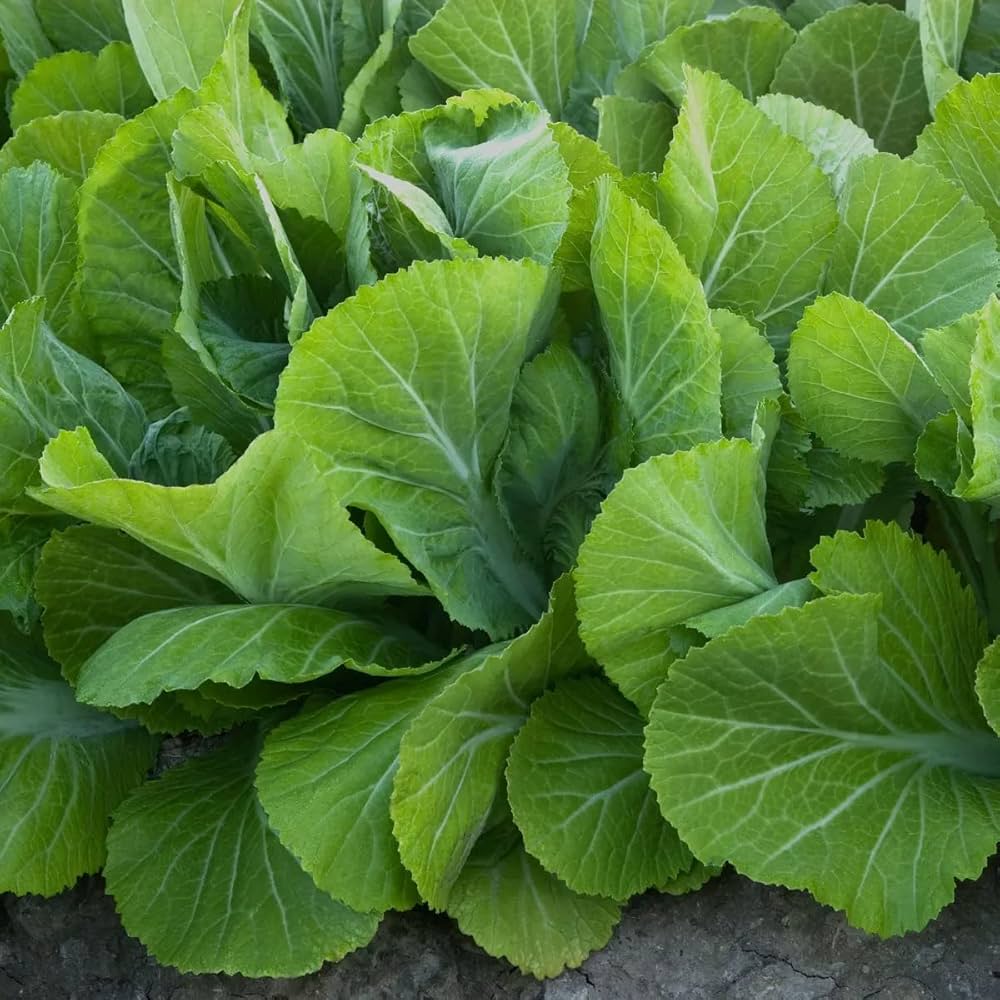 Mustard Plants prized among growers for growing Green