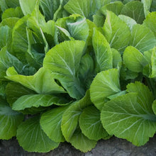 Mustard Plants prized among growers for growing Green