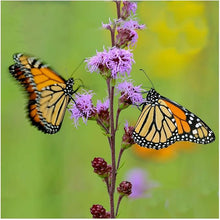 Blazing Star Native Wildflower Seeds (Liatris spicata) for seasonal color across the Wildflower Garden