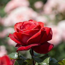 Bonsai Polyantha Rose Seeds known for miniature, Elegant Rose Displays