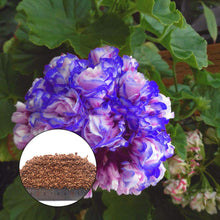 Rosebud Seeds (Rosa spp.) for a bright addition to the Flower Bed & Garden