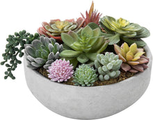 Army Green: New Fresh Succulent Seeds for long-term planting in the Room Bonsai Pot