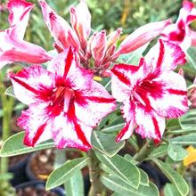 Desert Ornamental Plants for growers seeking a long-blooming display