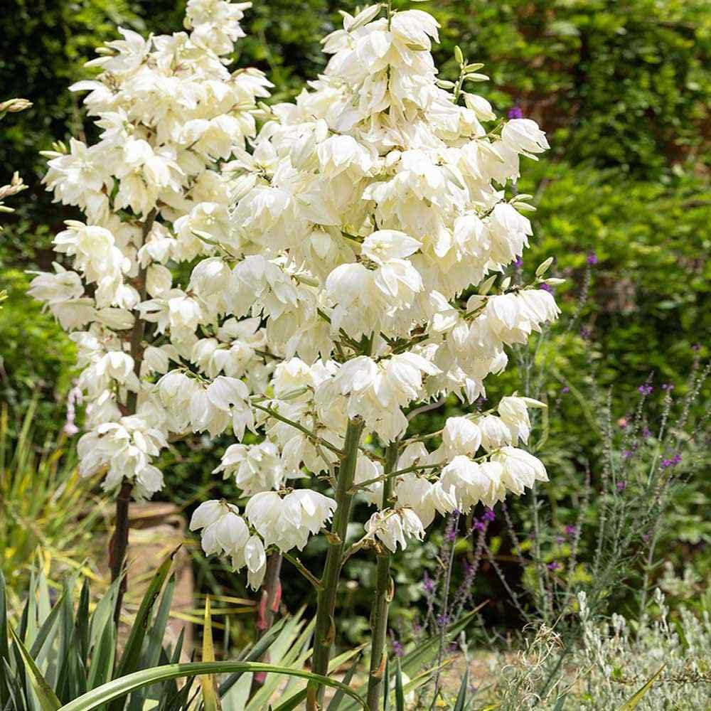 Yucca Flowering Plant Seeds