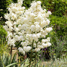 Yucca Flowering Plant Seeds