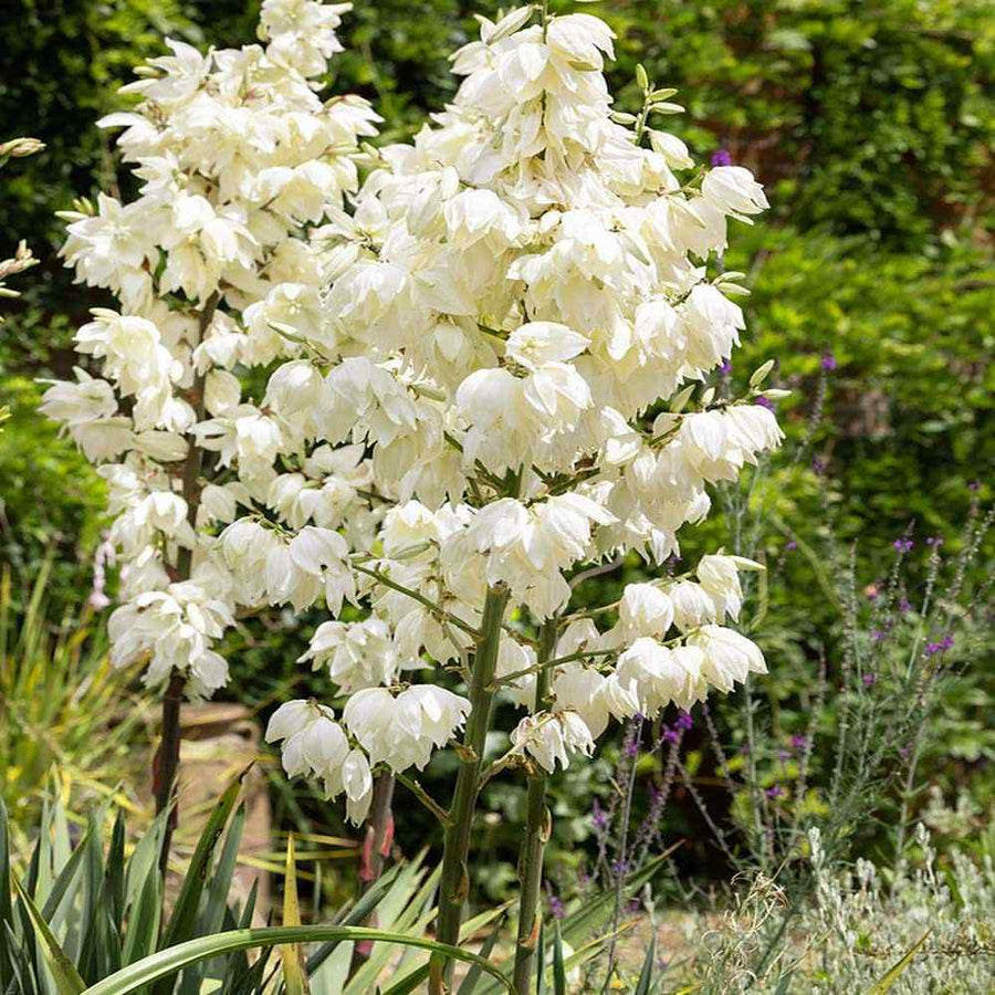Yucca Flowering Plant Seeds