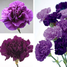 Black Carnation Seeds (Dianthus caryophyllus) for growers filling out the flower border cut flowers