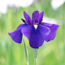 Iris Iris Japonica Japanese Seeds for seasonal color across the Garden Pollinator-Friendly Spaces