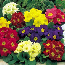 Mini Europe Primrose Seeds (Primula vulgaris) for a lasting display in the Flower Bed & Urban Garden