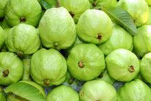 Guava Psidium Guajava Seeds for a sweet addition to the home orchard