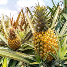 Pineapple Seeds (Ananas comosus) for growers planting the Urban Garden