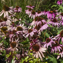 Gum Drop Coneflower Seeds (Echinacea purpurea) for seasonal color across the Pollinator Flower Border