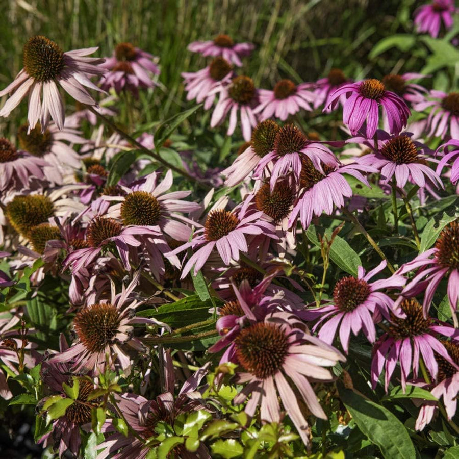 Coneflower Echinacea Purpurea Seeds for planting in pollinator garden