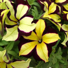 Black Velvet Petunia Yellow Plant Seeds for reliable seasonal color