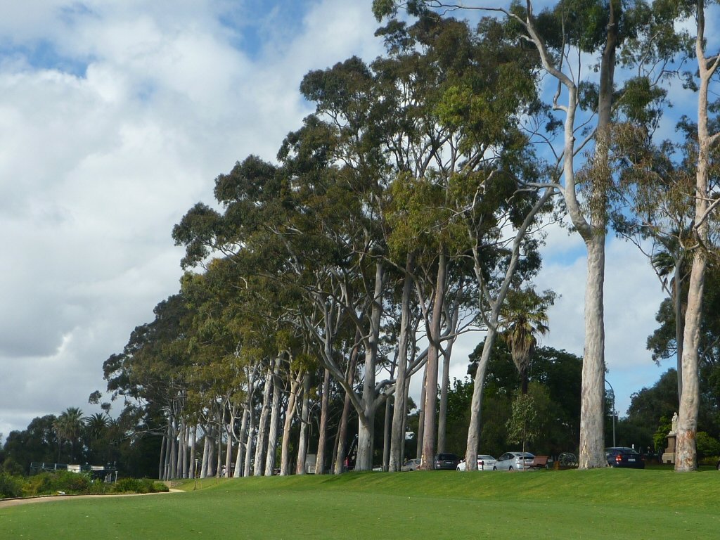 Lemon scented gum Eucalyptus Citriodora seeds for garden planting