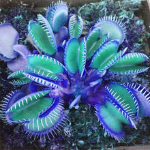 Venus Fly Trap Giant Mixed Variety Carnivorous Plant Seeds for gardeners building out beds and borders