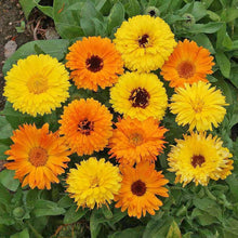 Heirloom Calendula Officinalis Seeds for growers filling out the Pot English Calta Flower Garden Mix