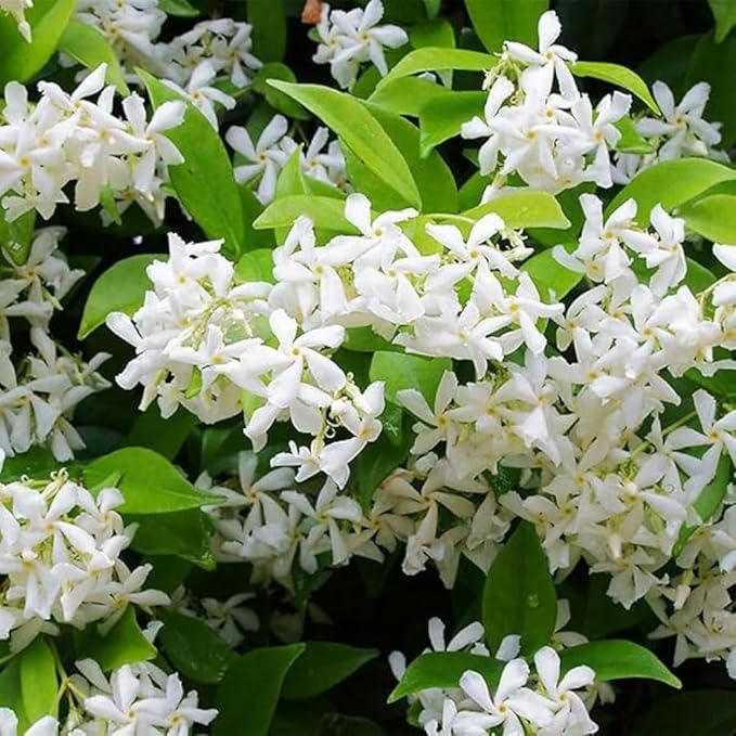 Jasmine Jasminum sambac Japanese flower seeds for planting in indoor pots or garden trellises - for planting in home garden
