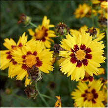 Largeflower Tickseed Wildflower Seeds grown for bright, Cheerful Flowers