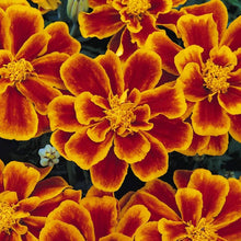 Tagetes Patula Nana Bolero Seeds for a bright addition to the Flower Bed & Home Garden