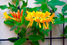 Honeysuckle Vine Seeds for fast cover along a fence or wall