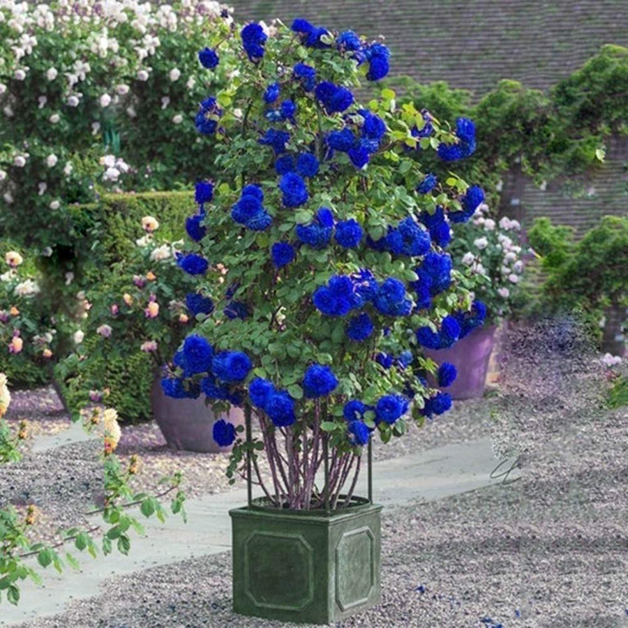 Blue Climbing Rose Seeds, Climbing Plants, Chinese Flower Seeds, et of  Ornamental Garden Plant Premium Quality Seeds
