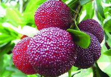 Red Bayberry Seeds for growers wanting a homegrown harvest