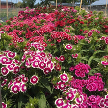 Dianthus Barbatus Sweet William Seeds for growers filling out the Flower Bed & Garden