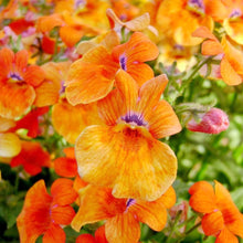 Nemesia Orange Prince Flower Plant - for planting in home garden
