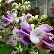 Plant Seeds (Vigna caracalla) for training up trellises and fences