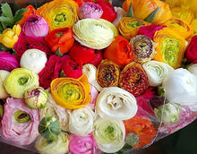 Ranunculus Seeds for a colorful addition to any planting