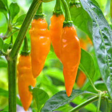 Datil Pepper Seeds (Capsicum chinense) for a productive addition to the vegetable patch