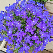 Lobelia Lobelia Siphilitica Great Blue Seeds for a bright addition to the Pollinator Moist Borders