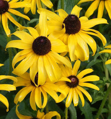 Black Eyed Susan Rudbeckia Hirta Seeds for a bright addition to the Pollinator Borders