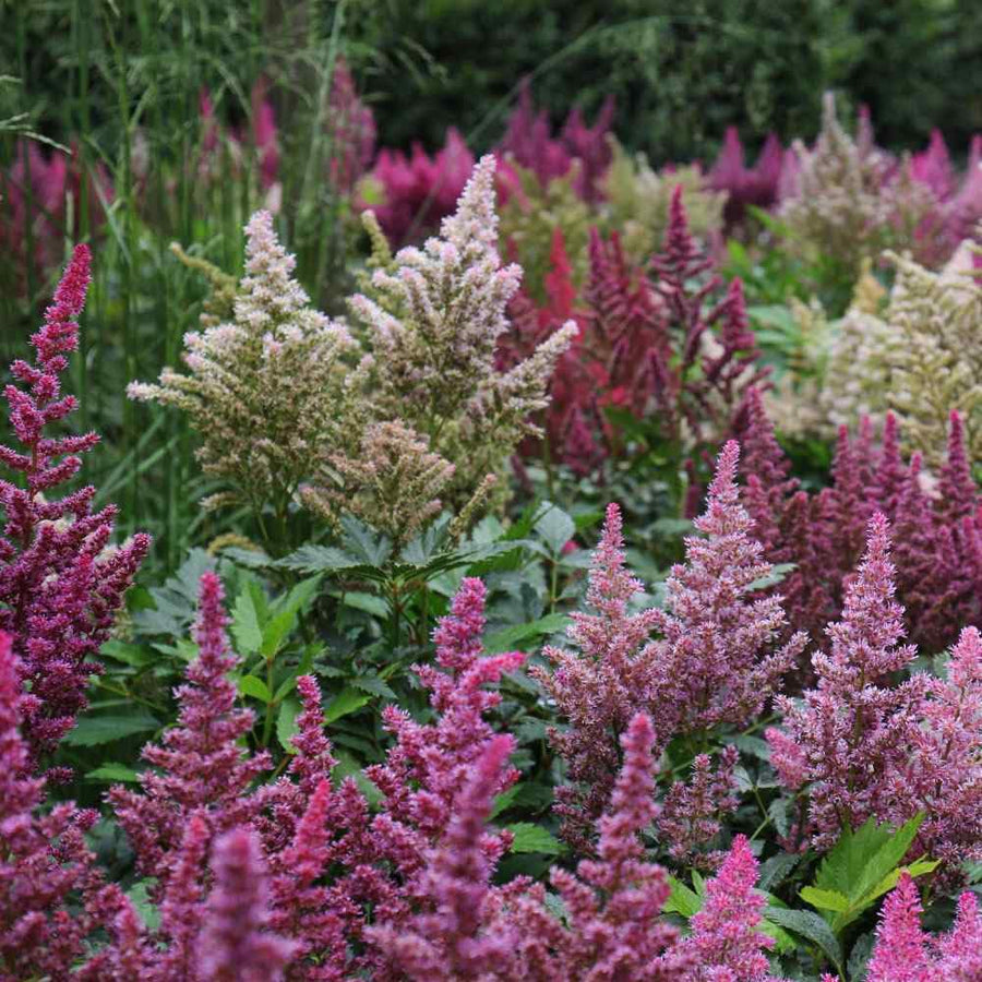 Astilbe Astilbe for planting in flower bed