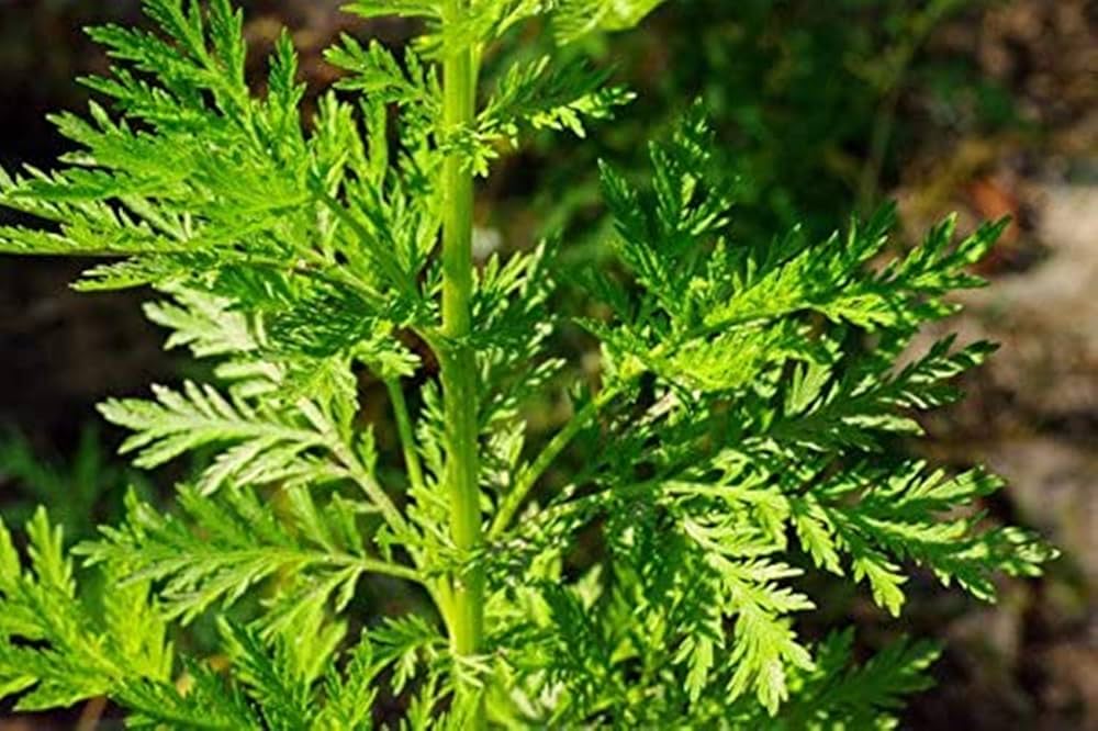 Artemisia annua for fragrant DIY home garden planting